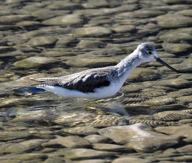 common greenshank