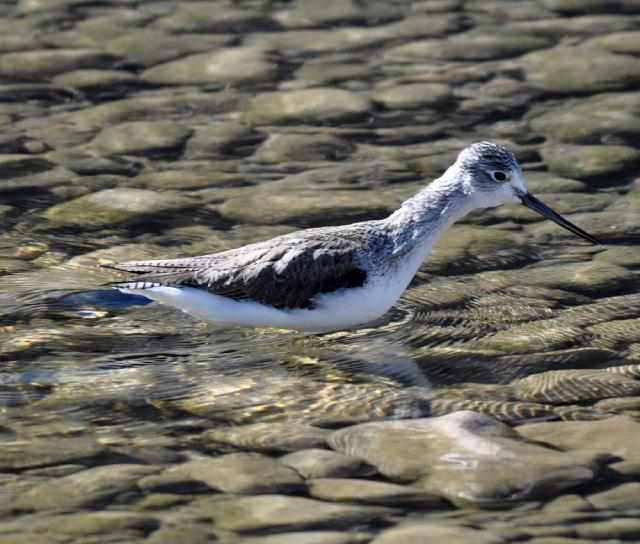 common greenshank