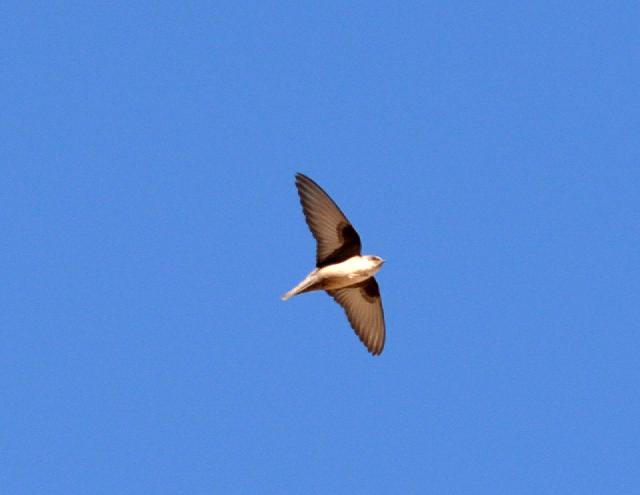 eurasian crag martin flying