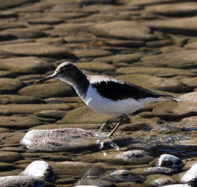 common sandpiper