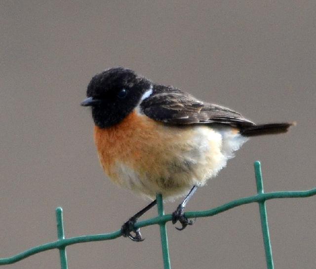 stone chat male
