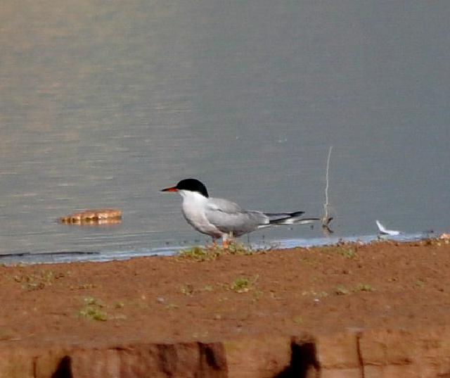 tern