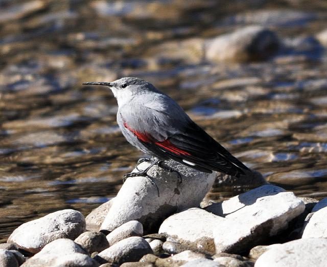 wallcreeper