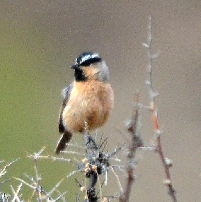 white browed tit